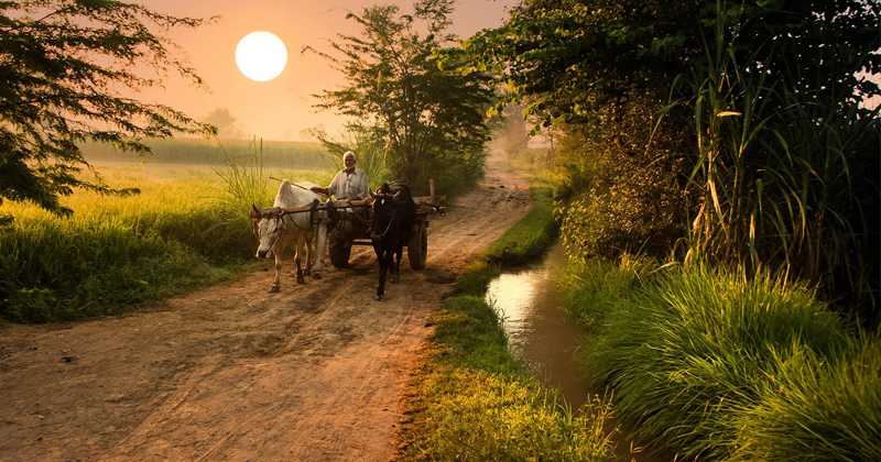 Rural agricultural landscape in Pakistan